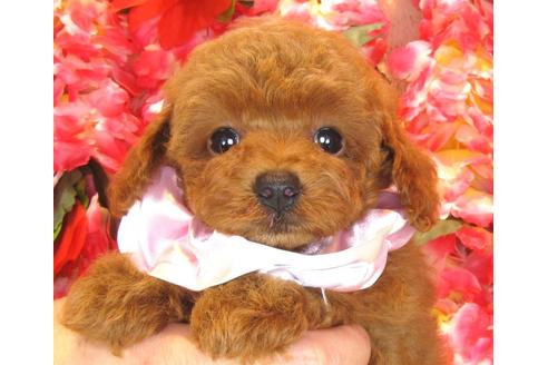 成約済の茨城県のトイプードル-35162の5枚目