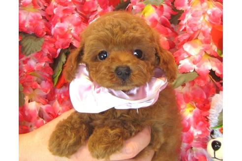 成約済の茨城県のトイプードル-35162の2枚目