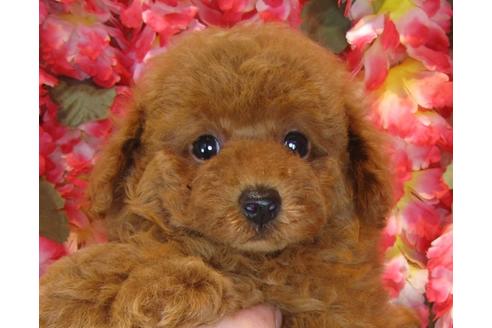 成約済の茨城県のトイプードル-35163の4枚目