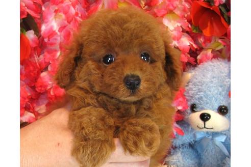 成約済の茨城県のトイプードル-35163の5枚目