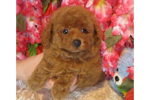 成約済の茨城県のトイプードル-35163の1枚目