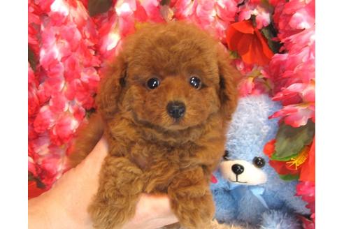 成約済の茨城県のトイプードル-35163の3枚目