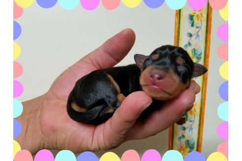 成約済の長崎県のミニチュアピンシャー(ミニピン)-35167の1枚目