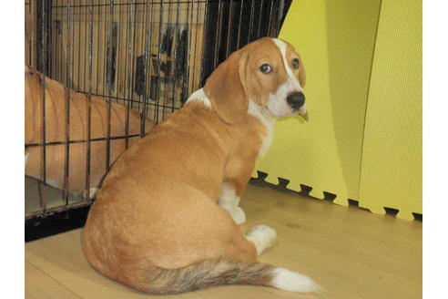 成約済の神奈川県のミックス犬-31618の4枚目