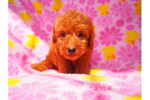成約済の茨城県のトイプードル-35204の4枚目
