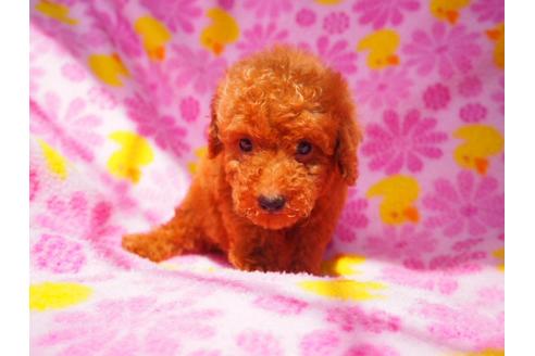 成約済の茨城県のトイプードル-35204の5枚目