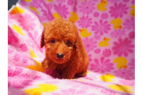 成約済の茨城県のトイプードル-35204の1枚目