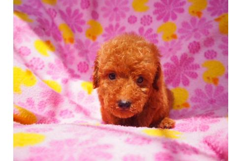 成約済の茨城県のトイプードル-35204の2枚目