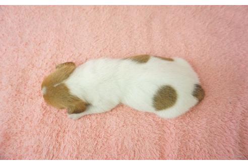 成約済の奈良県のジャックラッセルテリア-35213の1枚目