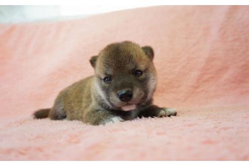 成約済の奈良県の柴犬-35223の5枚目