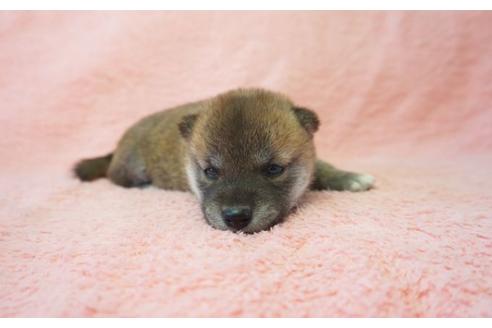 成約済の奈良県の柴犬-35223の3枚目