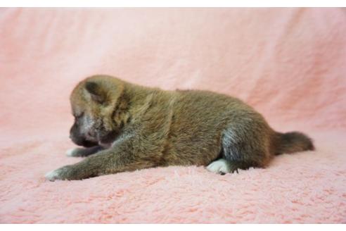 成約済の奈良県の柴犬-35223の4枚目