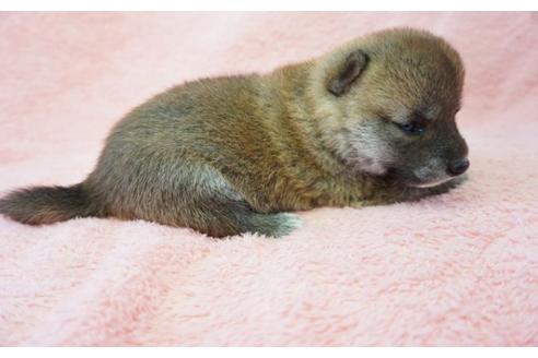成約済の奈良県の柴犬-35223の2枚目
