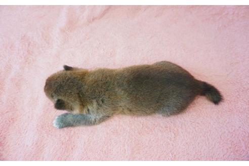 成約済の奈良県の柴犬-35223の1枚目