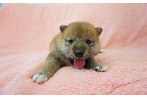 成約済の奈良県の柴犬-35224の5枚目
