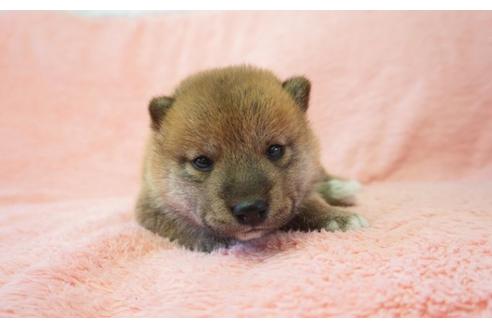 成約済の奈良県の柴犬-35224の1枚目