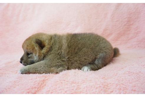 成約済の奈良県の柴犬-35224の2枚目