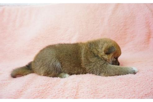 成約済の奈良県の柴犬-35224の3枚目