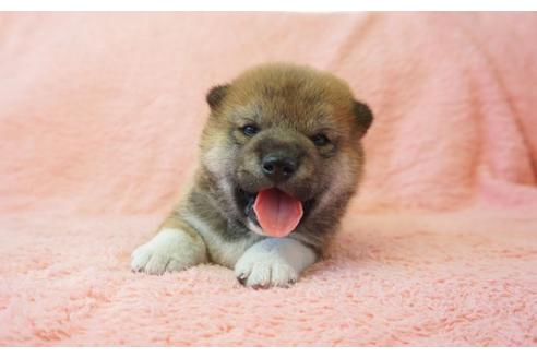 成約済の奈良県の柴犬-35225の4枚目