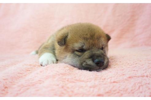 成約済の奈良県の柴犬-35225の5枚目