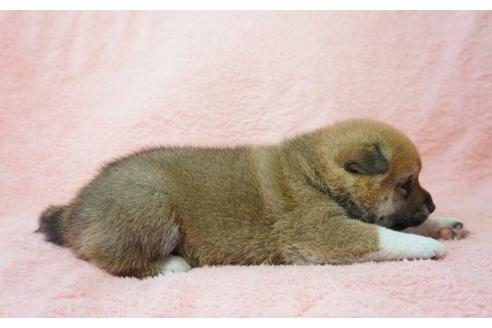 成約済の奈良県の柴犬-35225の1枚目