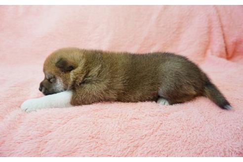 成約済の奈良県の柴犬-35225の2枚目