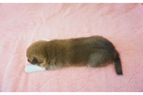 成約済の奈良県の柴犬-35225の3枚目