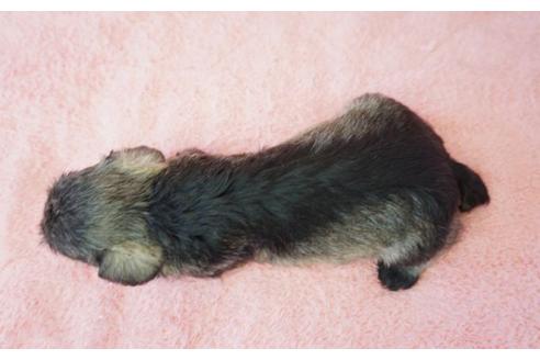 成約済の奈良県のミニチュアシュナウザー-35226の1枚目