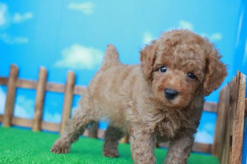 成約済の滋賀県のトイプードル-35228の2枚目