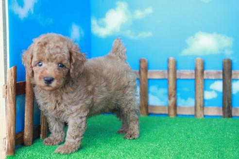 成約済の滋賀県のトイプードル-35228の1枚目