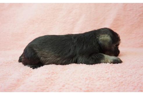 成約済の奈良県のミニチュアシュナウザー-35227の4枚目