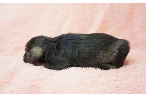 成約済の奈良県のミニチュアシュナウザー-35227の1枚目
