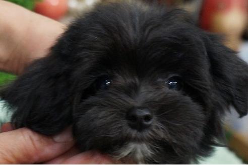 成約済の京都府のミックス犬-34466の3枚目