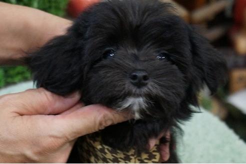 成約済の京都府のミックス犬-34466の2枚目