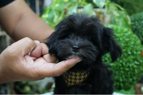 成約済の京都府のミックス犬-34466の1枚目