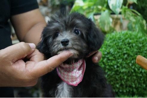 成約済の京都府のミックス犬-34467の1枚目