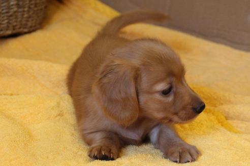 成約済の愛知県のカニンヘンダックスフンド(ロングヘアード)-34421の5枚目