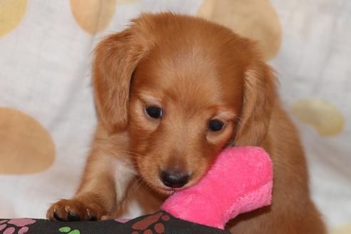 成約済の愛知県のカニンヘンダックスフンド(ロングヘアード)-34421の4枚目