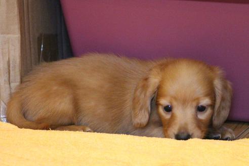 成約済の愛知県のカニンヘンダックスフンド(ロングヘアード)-34421の3枚目