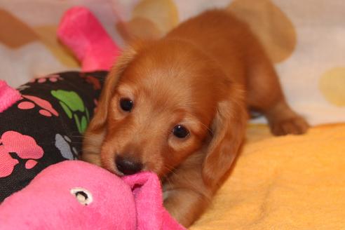 成約済の愛知県のカニンヘンダックスフンド(ロングヘアード)-34421の2枚目