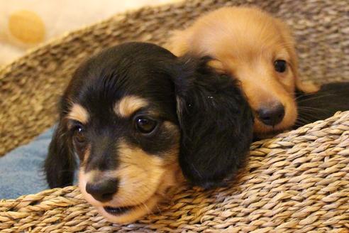 成約済の愛知県のカニンヘンダックスフンド(ロングヘアード)-34420の5枚目