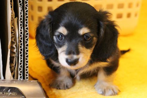 成約済の愛知県のカニンヘンダックスフンド(ロングヘアード)-34420の4枚目