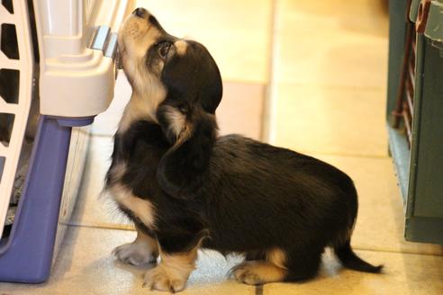 成約済の愛知県のカニンヘンダックスフンド(ロングヘアード)-34420の2枚目
