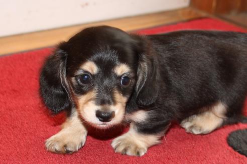 成約済の愛知県のカニンヘンダックスフンド(ロングヘアード)-34420の1枚目