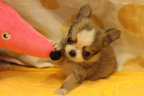 成約済の愛知県のチワワ(ロングコート)-34493の5枚目