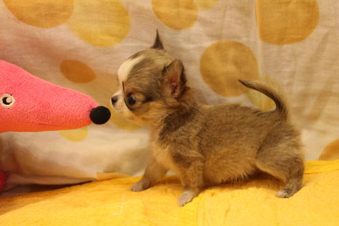 成約済の愛知県のチワワ(ロングコート)-34493の4枚目