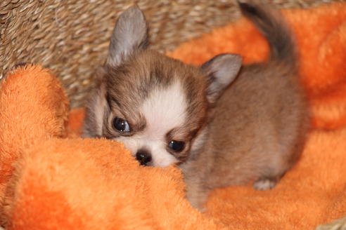 成約済の愛知県のチワワ(ロングコート)-34493の3枚目