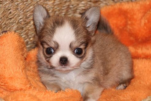 成約済の愛知県のチワワ(ロングコート)-34493の2枚目