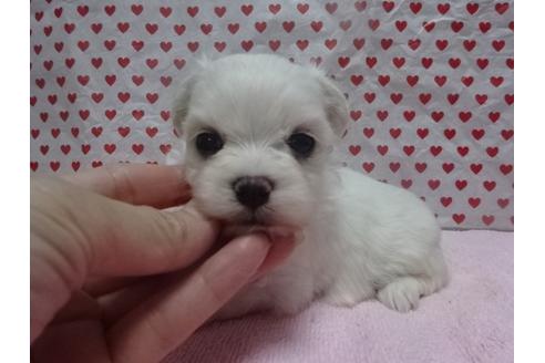成約済の大阪府のマルチーズ-35234の5枚目
