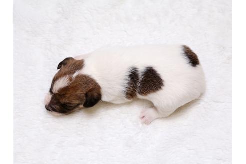 成約済の栃木県のジャックラッセルテリア-35243の1枚目